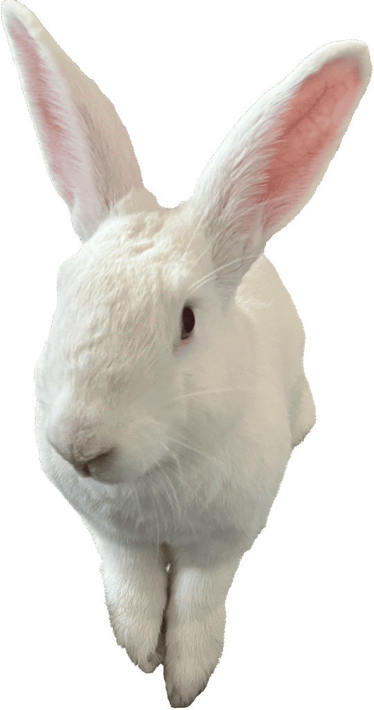 Kevin the adoptable rabbit